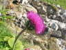 Berg-Distel