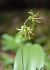 Blue Bead Lily