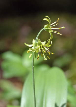 Blue Bead Lily