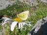 Alpen Gelbling
