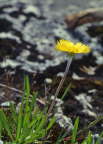 Lanceleaf Tickseed