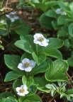 Canadian Bunchberry