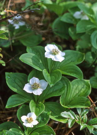 Canadian Bunchberry