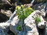 Alpen-Kratzdistel