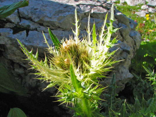 Alpen-Kratzdistel