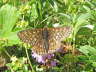 Goldener Scheckenfalter (Gebirgsform)