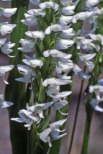 White Bog Orchid