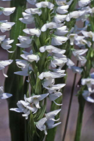 White Bog Orchid