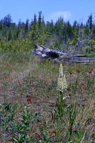 White Bog Orchid