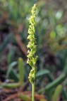 Gennaria diphylla
