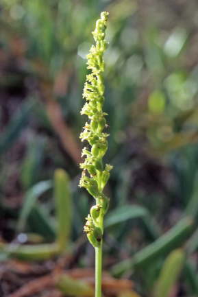 Gennaria diphylla