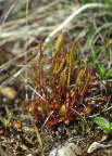 English Sundew