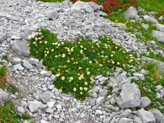 Weie Silberwurz