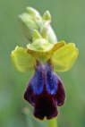 Ophrys eleonore