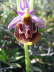 Ophrys epicopalis