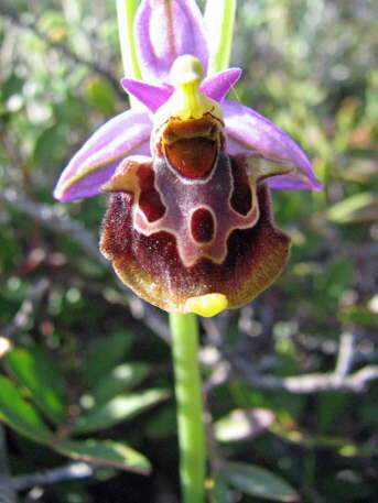 Ophrys epicopalis