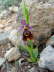 Ophrys episcopalis