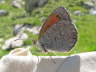 Schweizer Schillernder Mohrenfalter
