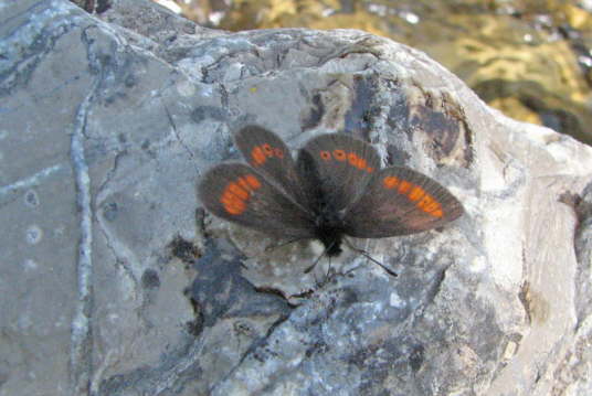 Mohrenfalter