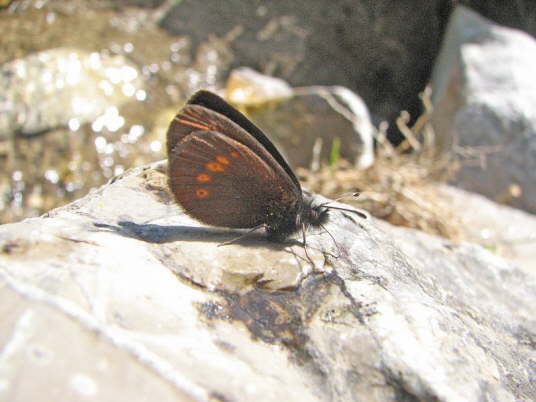 Mohrenfalter