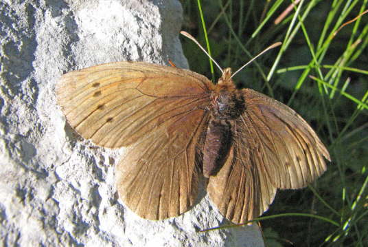 Mohrenfalter