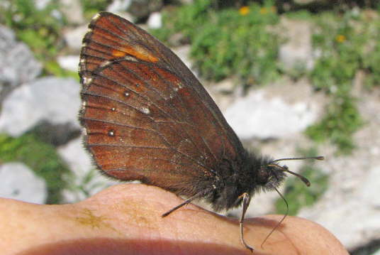 Mohrenfalter