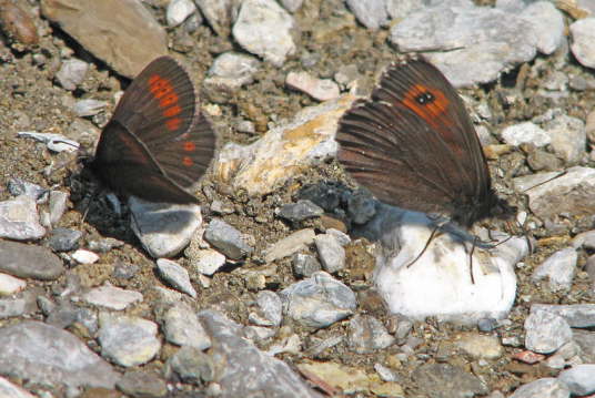 Mohrenfalter