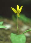 Trout Lily