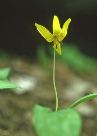 Trout Lily