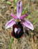Ophrys ferrum-equinum