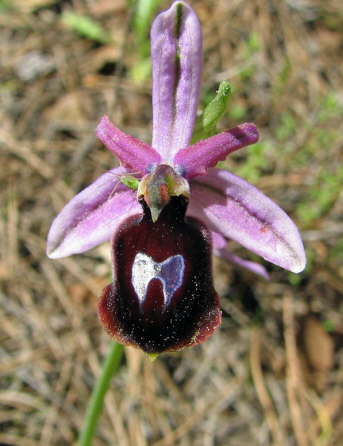 Ophrys ferrum-equinum