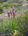 Orchis fragrans