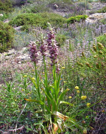 Orchis fragrans
