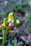 fOphrys fusca
