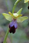 Ophrys fusca
