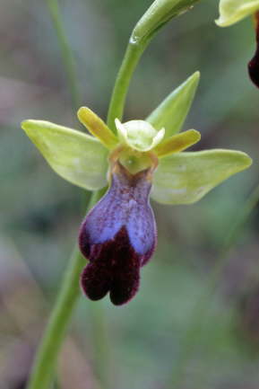 Ophrys fusca