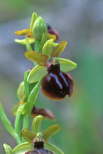 Ophrys carganica