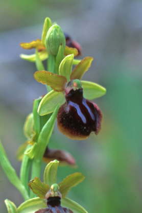 Ophrys carganica