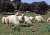 Sardinien