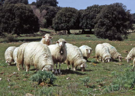 Sardinien