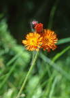 Hawk Weed