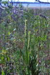 Northern Green Orchid