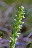 Northern Green Orchid