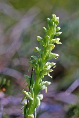 Northern Green Orchid