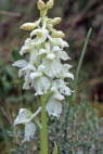 Orchis ichnusae