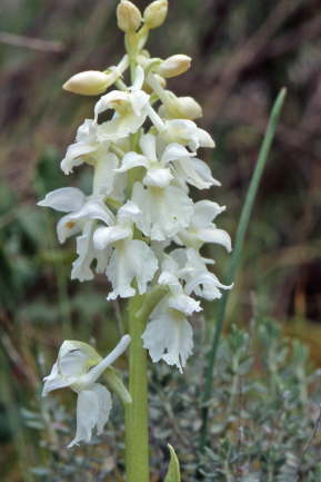 Orchis ichnusae