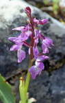 Orchis ichnusae