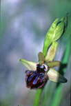 Ophrys incubacea