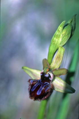 Ophrys incubacea
