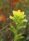 Indian Paintbrush